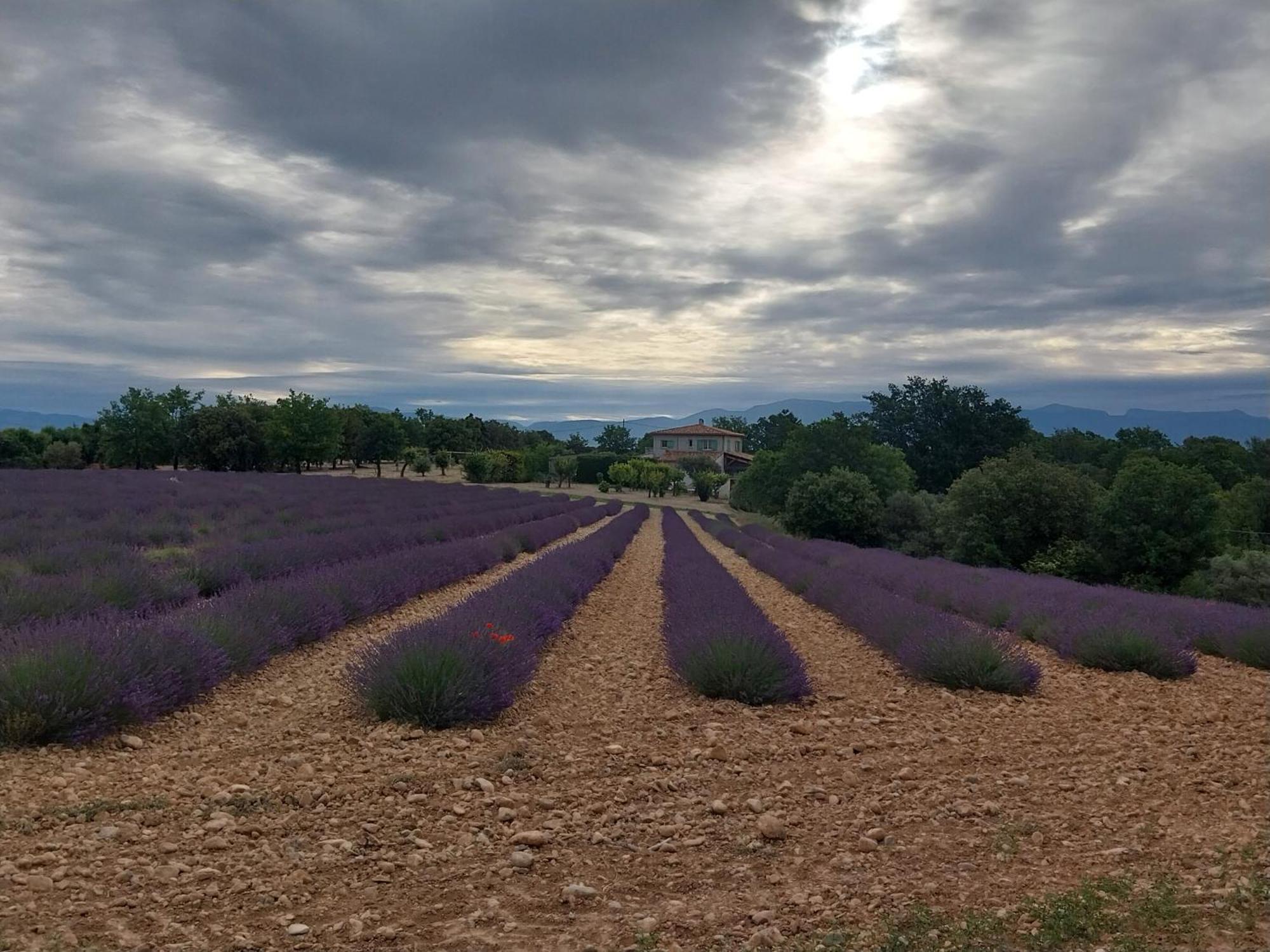 Lou Limbert Plateau De Valensole