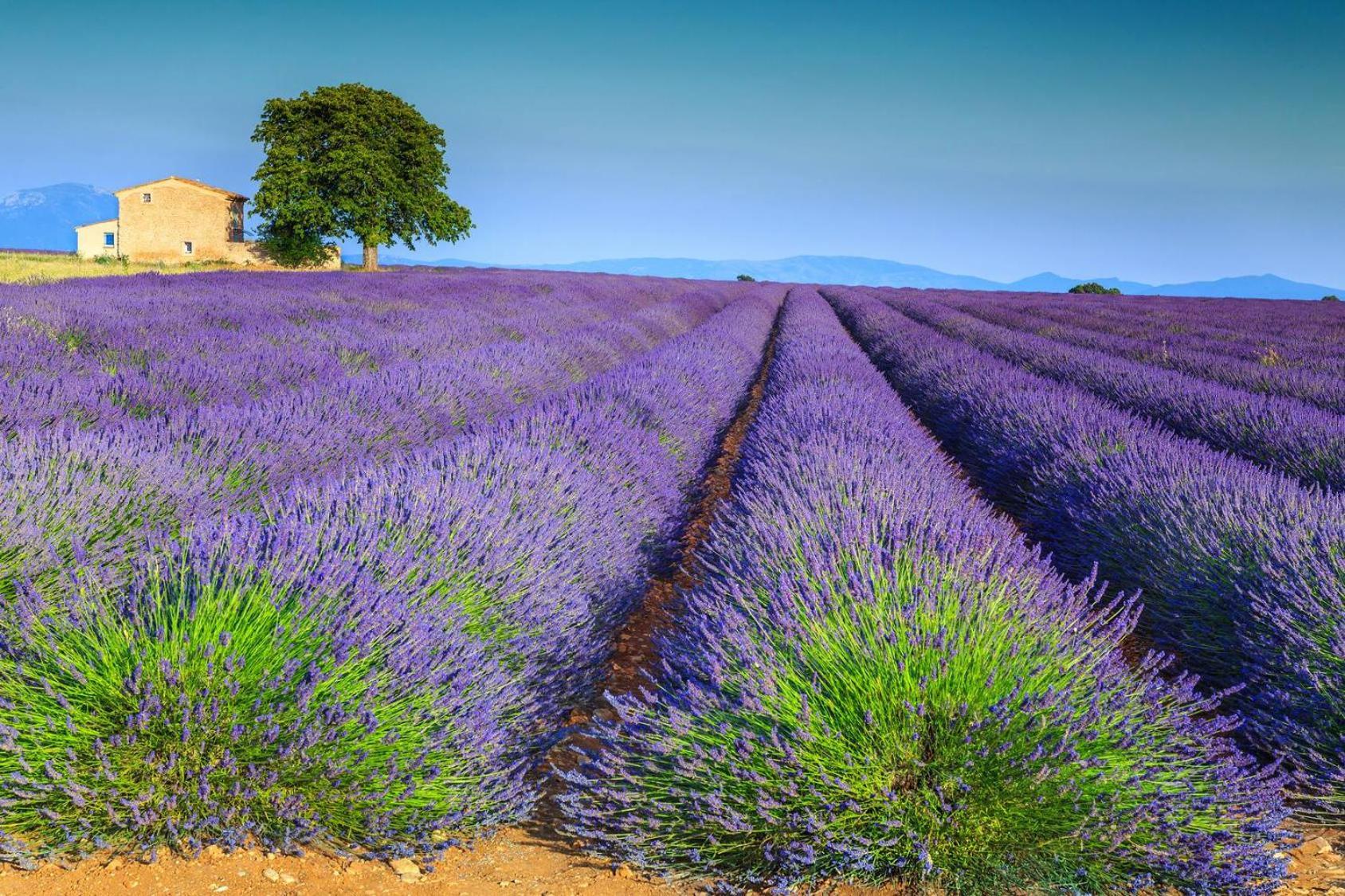Lou Limbert Plateau De Holiday home